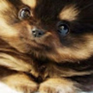 Meet your Posher, Deanna